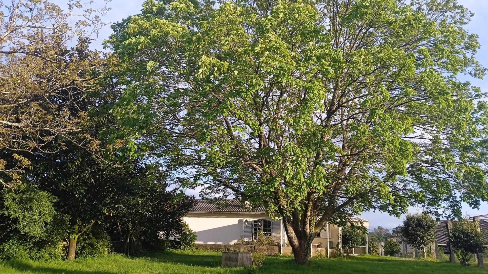 A Casa De Abelleira Ponteareas住宿加早餐旅馆 外观 照片